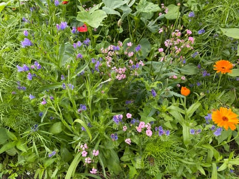Wildflower meadows are vital flower meadows for insects. Wildflower meadows are flower meadows that are vital for insects.