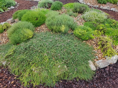 Thyme is an important medicinal and spice plant. Thyme is an important medicinal and aromatic plant.