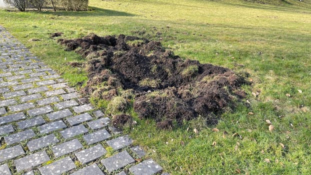 Wild boars can cause great damage in parks,sports grounds and gardens by storming. Wild boars can cause great damage to property in parks,sports fields and gardens by burrowing.