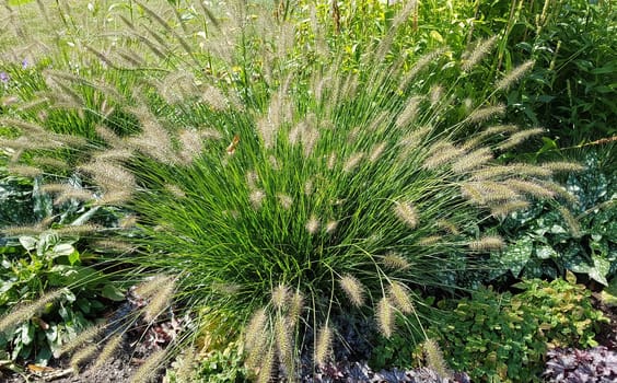 Lamp cleaner grass,feather bristle grass Pennisetum,is a beautiful grass perennial with feather-like bristles in autumn. Lamp cleaner grass,feather bristle grass pennisetum,is a beautiful grass perennial with feather-like bristles in autumn.