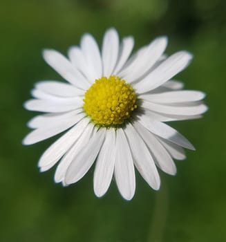 Marguerites form simple flowers,are pollen donors for bees and attract butterflies. They bloom from May to October. Daisies form simple flowers,are pollen donors for bees and attract butterflies. They bloom from May to October.