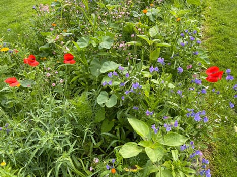 Wildflower meadows are vital flower meadows for insects. Wildflower meadows are flower meadows that are vital for insects.