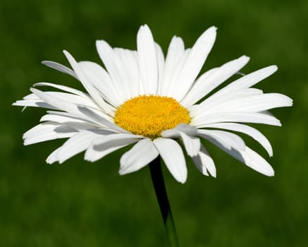 Marguerites form simple flowers,are pollen donors for bees and attract butterflies. They bloom from May to October. Daisies form simple flowers,are pollen donors for bees and attract butterflies. They bloom from May to October.