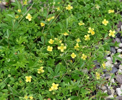 . Fingerwort,Potentilla reptans is an important medicinal plant and is often used in medicine. Cinquefoil,Potentilla reptans is an important medicinal plant and is often used in medicine.