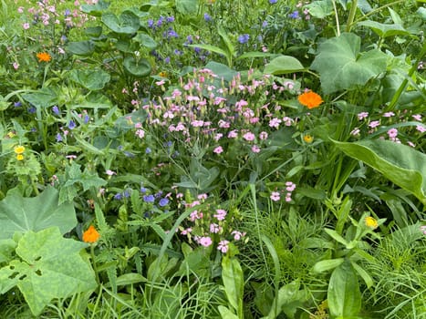 Wildflower meadows are vital flower meadows for insects. Wildflower meadows are flower meadows that are vital for insects.