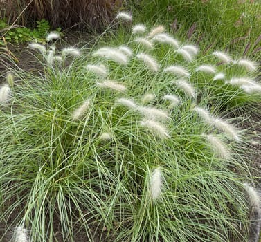 Lamp cleaner grass,feather bristle grass Pennisetum,is a beautiful grass perennial with feather-like bristles in autumn. Lamp cleaner grass,feather bristle grass pennisetum,is a beautiful grass perennial with feather-like bristles in autumn.
