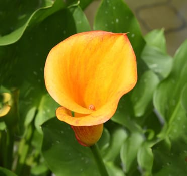 Zantedeschia,also called Zimmercalla,is a beautiful flowering plant.  Zantedeschia,also called room calla,is a beautiful flowering plant.