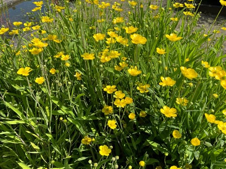 Tongue foot,Ranunculus lingua is an aquatic plant with yellow blues. Tongue buttercup,Ranunculus lingua is an aquatic plant with yellow flowers.