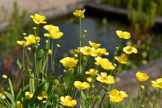 Ranunculus lingua is an aquatic plant with yellow flowers. Tongue buttercup,Ranunculus lingua is an aquatic plant with yellow flowers.