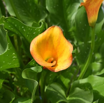 Zantedeschia,also called Zimmercalla,is a beautiful flowering plant.  Zantedeschia,also called room calla,is a beautiful flowering plant.