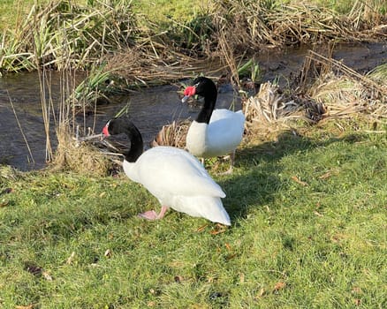 The Black-necked Swan is a species of bird in the Anatidae family. The black-necked swan is a species of swan (Cygnus),which belongs to the family of duck birds (Anatidae).