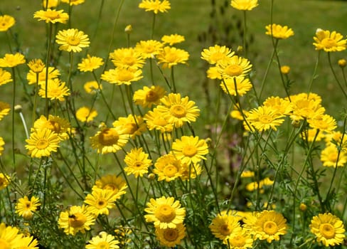 Faerberhund's chamomile,Anthemis tinctoria,is an important medicinal plant with yellow flowers and is widely used in medicine. It is a perennial and belongs to the Faerber plants. Faerberhound chamomile,Anthemis tinctoria,is an important medicinal plant with yellow flowers and is widely used in medicine. It is a perennial and one of the Faerber plants.