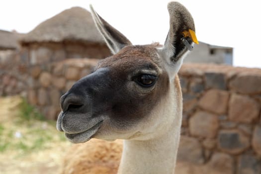 Guanaco in Peru. South America