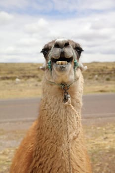 Lama in Peru. South America