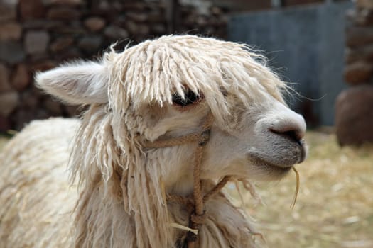 Lama in Peru. South America