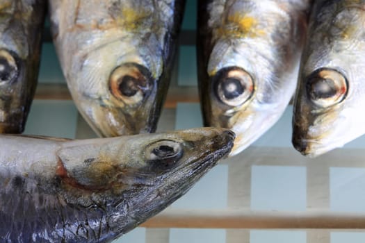 Fresh raw Sardines prepared for the Grill