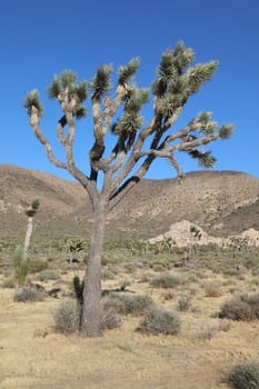 Joshua Tree in Joshua Tree National Park. California. USA