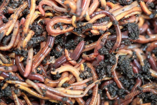 Earthworms for Fishing or Compost