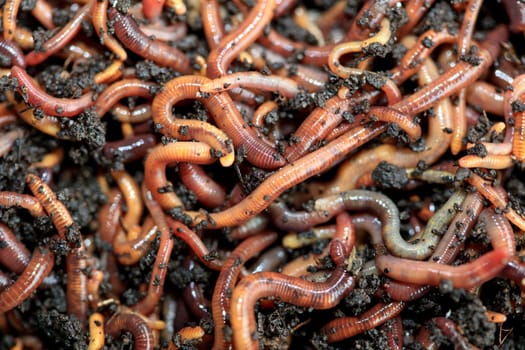 Earthworms for Fishing or Compost