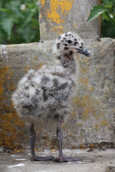 Western Gull Chick in California. USA