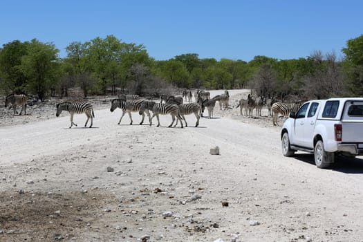 Car with Mountain Zebras in Etosha National Park. Namibia