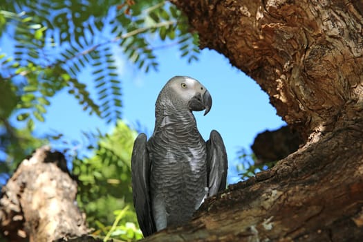 Parrot in Namibia. Africa