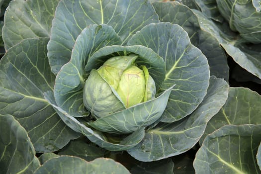 White Cabbage on the Field in Germany
