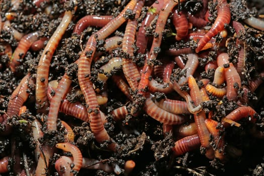Earthworms for Fishing or Compost