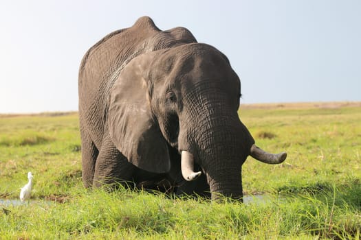Elephant in Chobe Nationalpark. Botswana