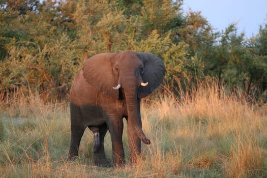 Elephant in Chobe Nationalpark. Botswana