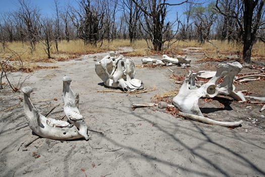 Dry Waterhole in Botswana. Africa