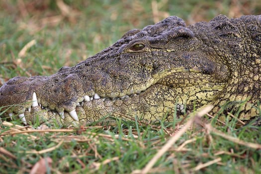Crocodile at Chobe River. Botswana