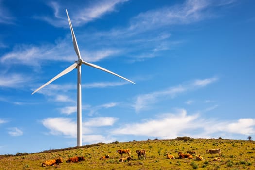 Grazing cows under the wind turbines on a beautiful blue sky with clouds, in a mountain wind farm in Sardinia. Renewable energy concept, green energy generation. Energy industry.