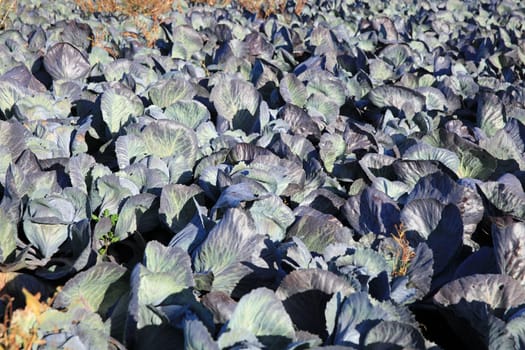 Red Cabbage on the Field in Germany