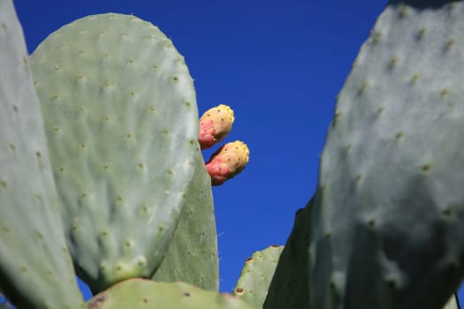 Prickly Pear Fruits on Majorca in Spain