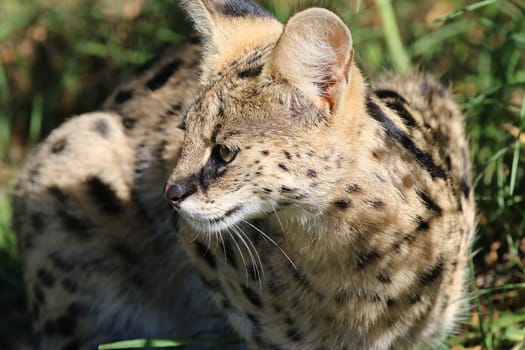 Serval in South Africa