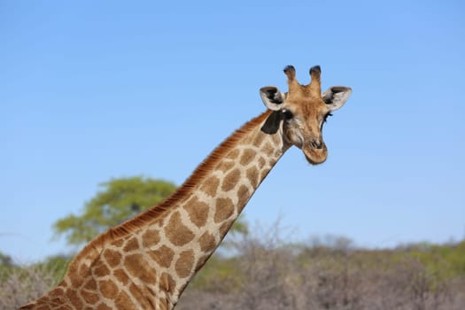 Giraffe in Etosha National Park. Namibia