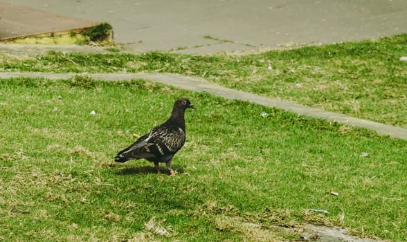A pigeon sitting on the green grass of a garden.