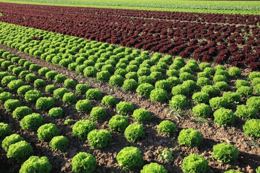 Fresh organic Lettuce on the Field in Germany
