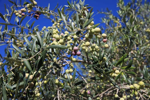 Green Olives on Tree. Majorca. Spain