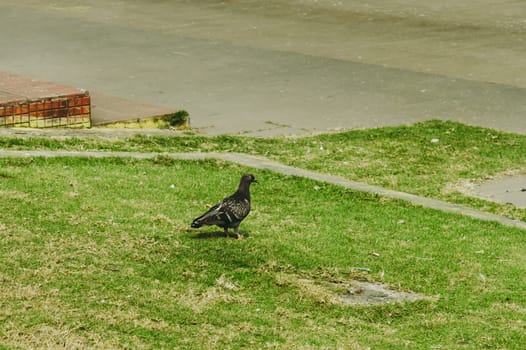 A pigeon sitting on the green grass of a garden.