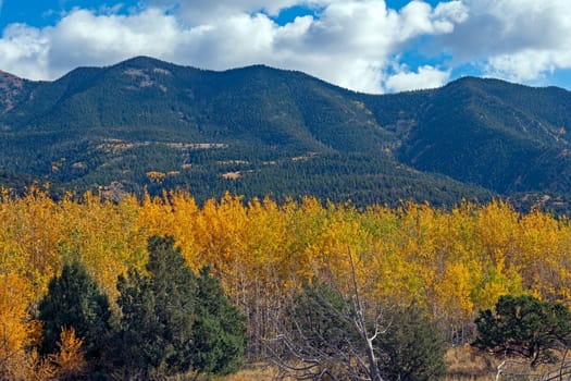 Aspen in the Fall Below Green Hills in the Great Sand Dunes National Park in Colorado