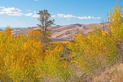 The Great Sand Dunes Beyond the Autumn Colors in the Great Sand Dunes National Park in Colorado