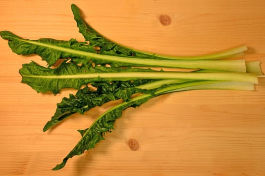 Puntarelle, fresh variant of chicory of Italy