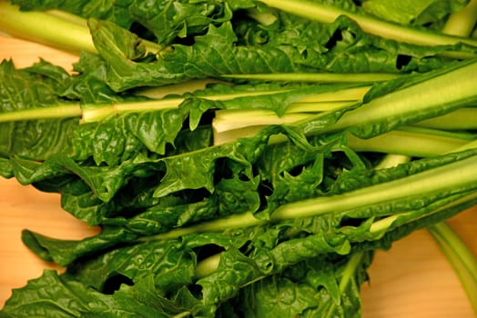 Puntarelle, fresh variant of chicory of Italy