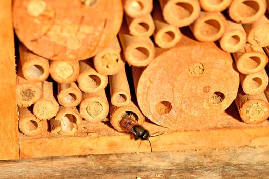 male orchid bee in spring at an insect hotel in Germany