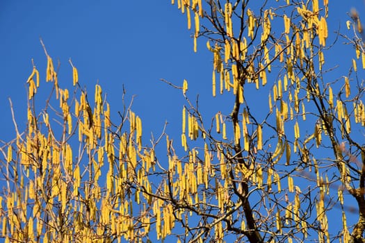 Hazelnut blossom in Germany in wintertime