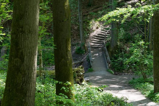 On the community narrow path of narrow stepping stones with handrail in the middle of a forest with tall trees at sunset or sunrise.