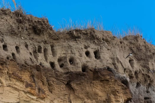 Swallows for swallows on the cliffs of Ahrenshoop city on the Baltic Sea peninsula Darss in Germany in summer.
