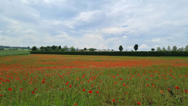 Campo con hierba verde y amapolas rojas contra el cielo del atardecer